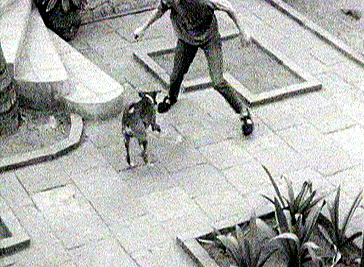 a dog's chance
